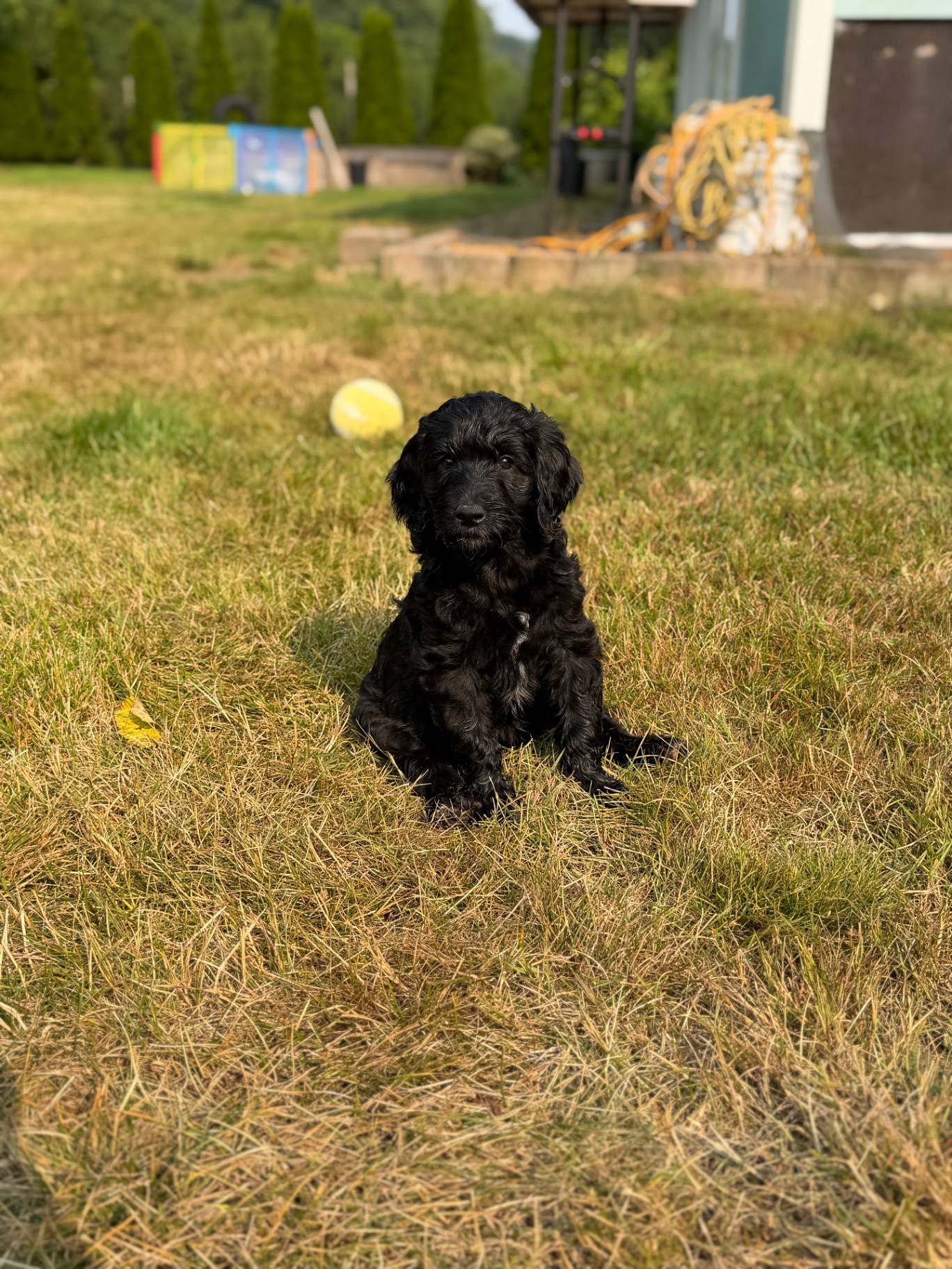 A black female Labradoodle puppy sitting in the grass beside a tennis ball