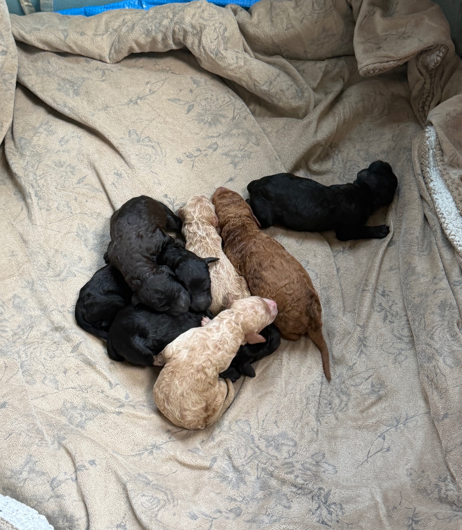 The current litter of Labradoodle puppies curled up together at one week old