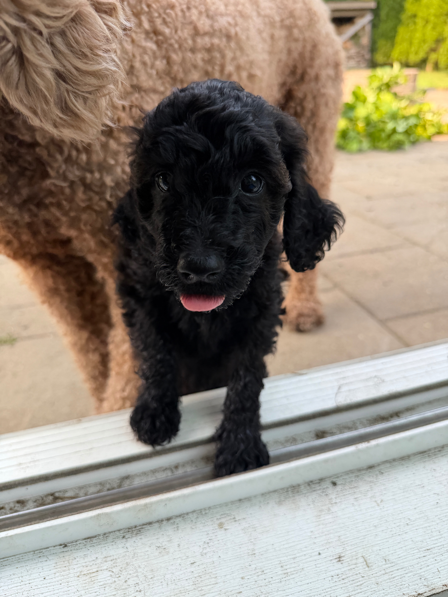 A black female Labradoodle puppy at the door with her mother behind her