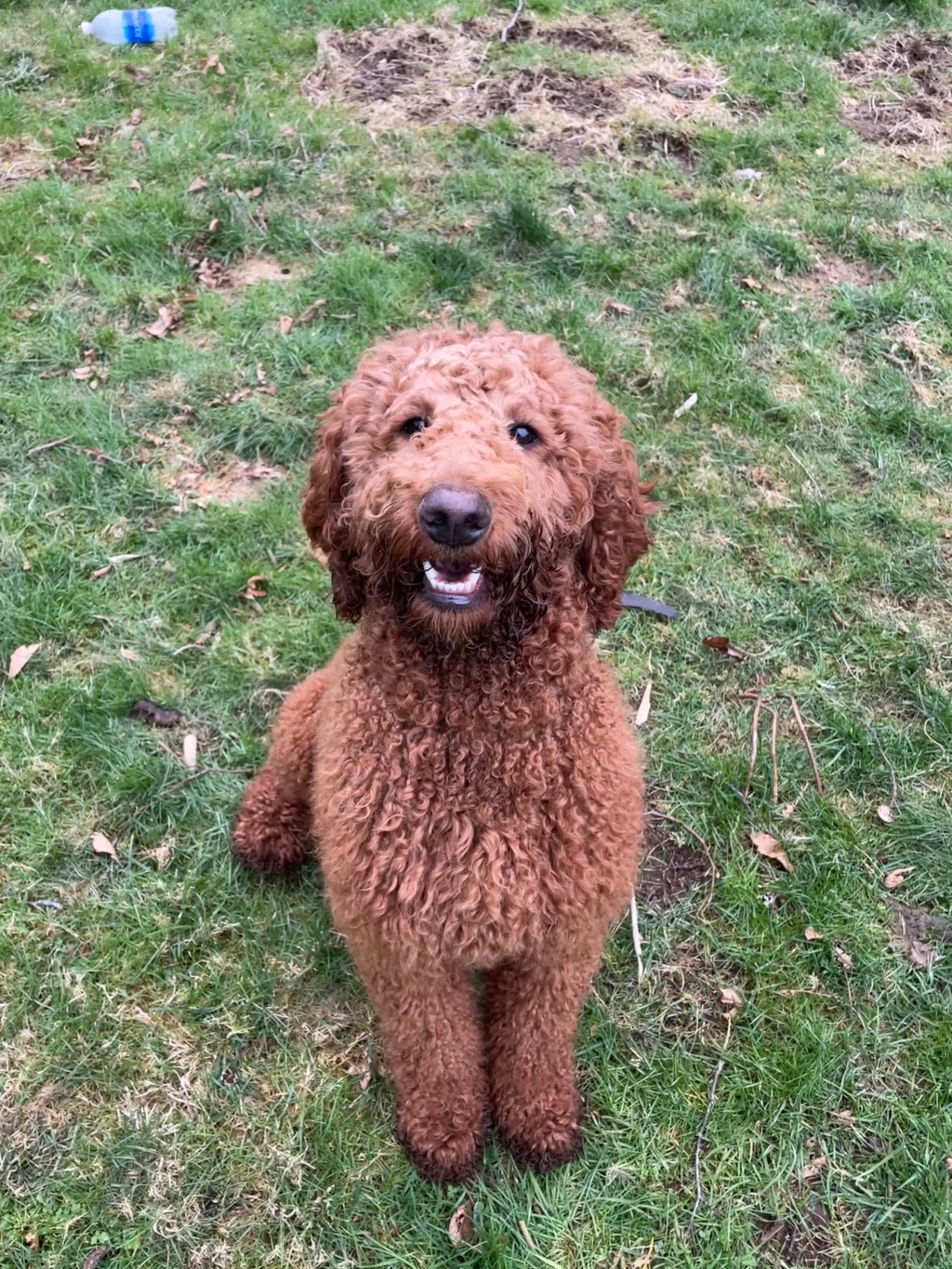 Penny, a red Labradoodle