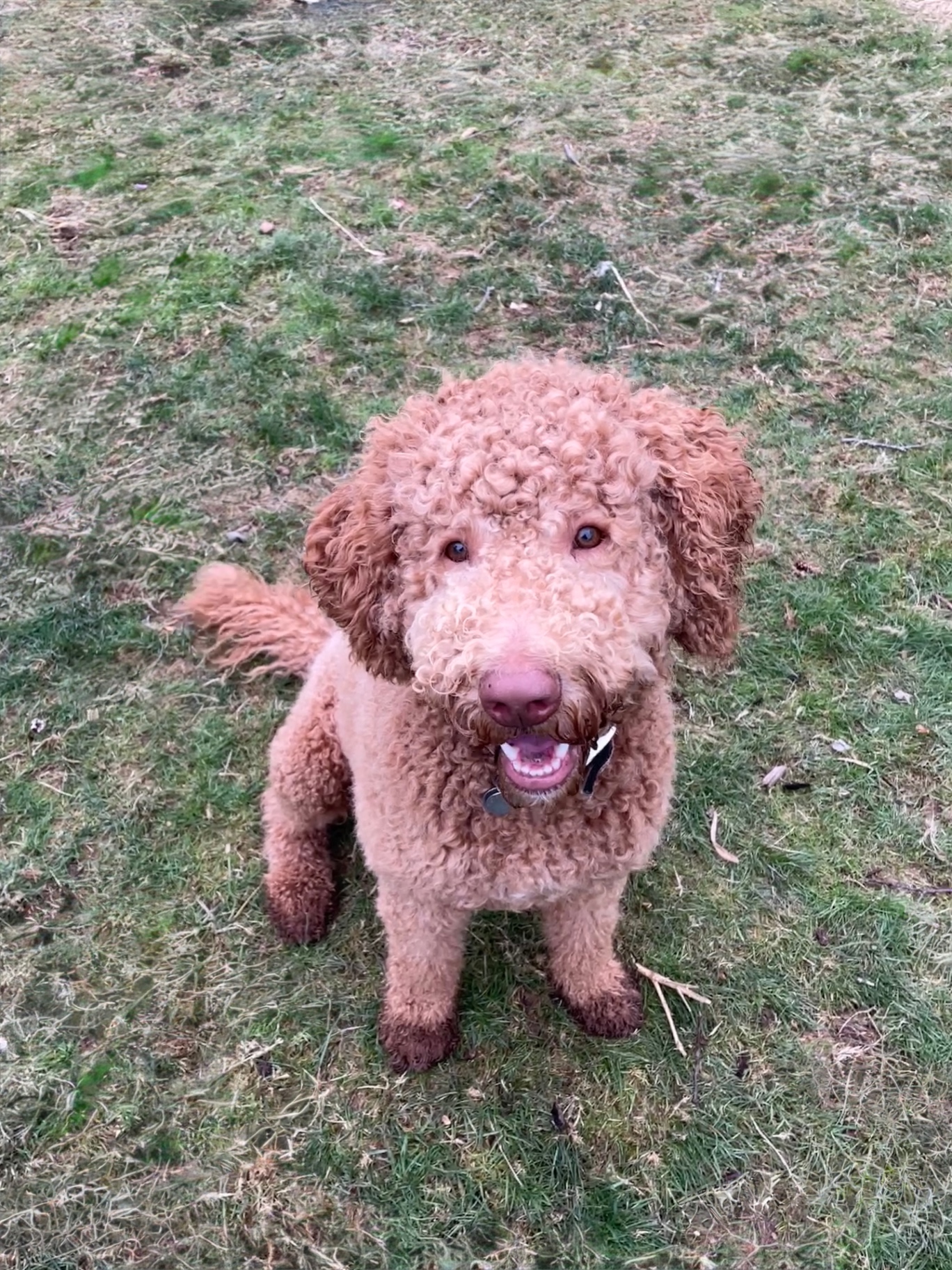 Prince, an apricot Labradoodle