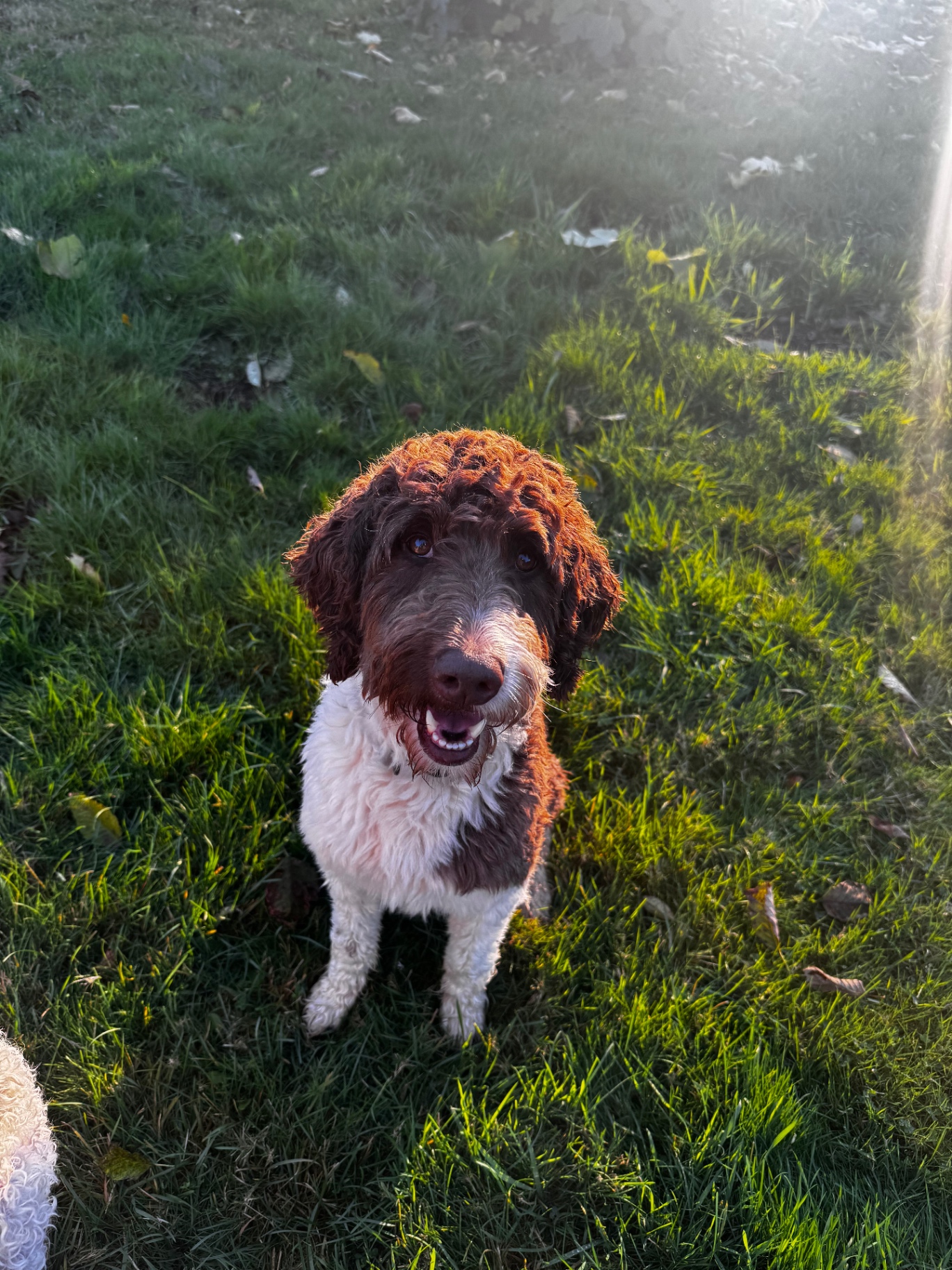 Archie, a chocolate and white parti Labradoodle