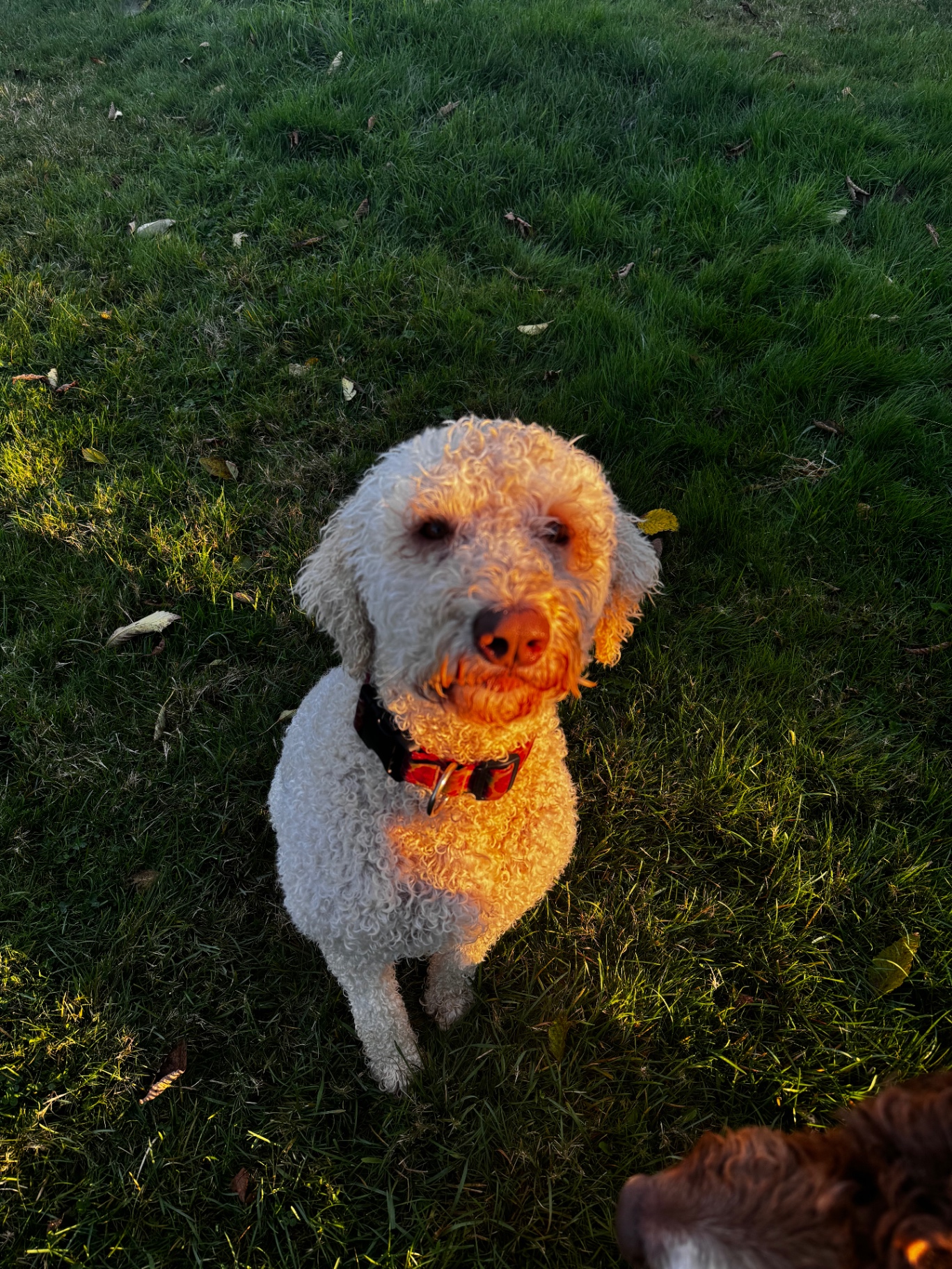 April, a cream Labradoodle