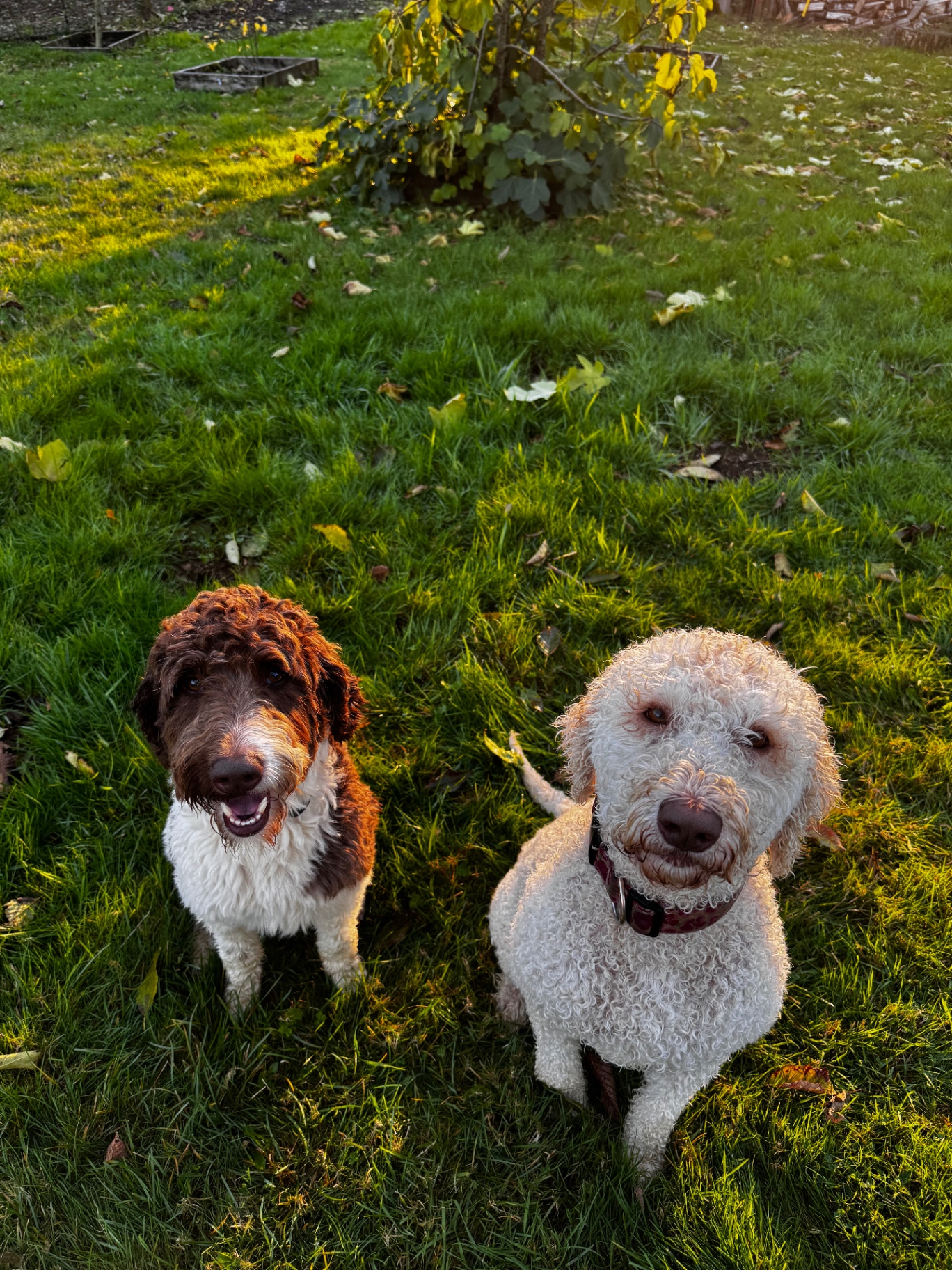 Archie and April sitting side by side in the backyard grass