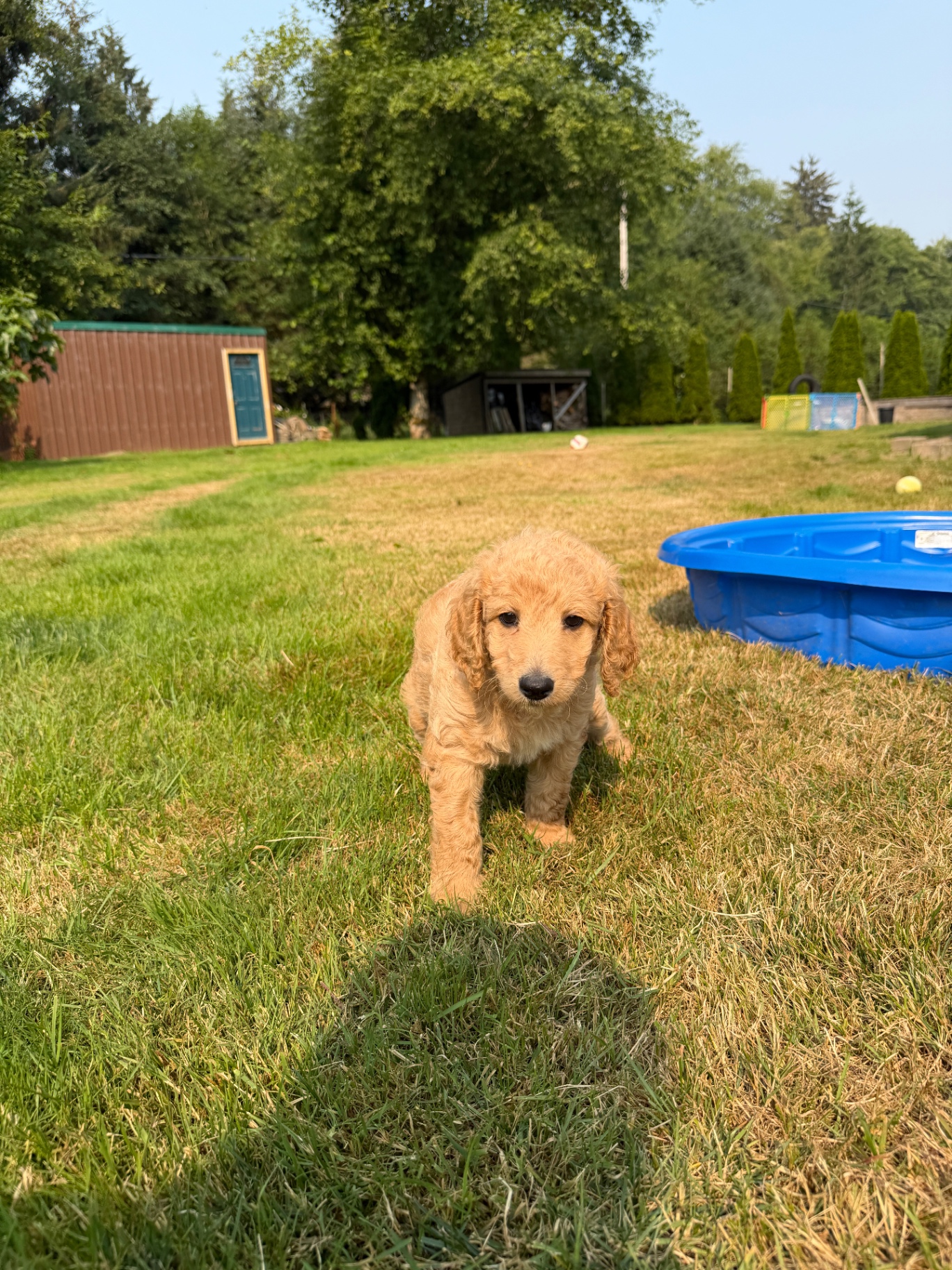 An apricot female Labradoodle puppy walking across the lawn