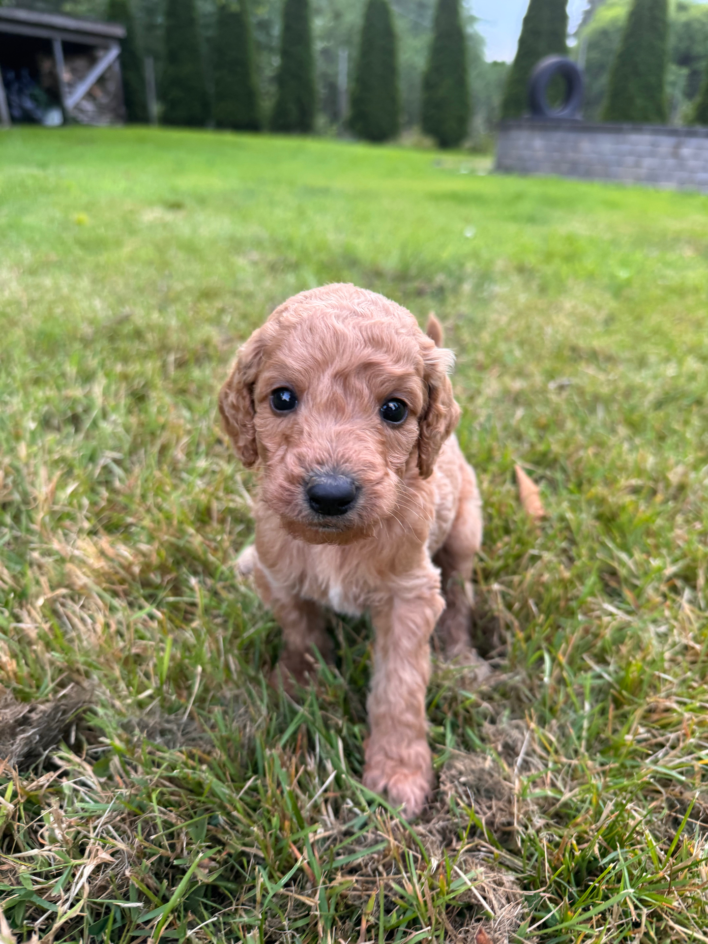 An apricot male Labradoodle puppy walking through the grass