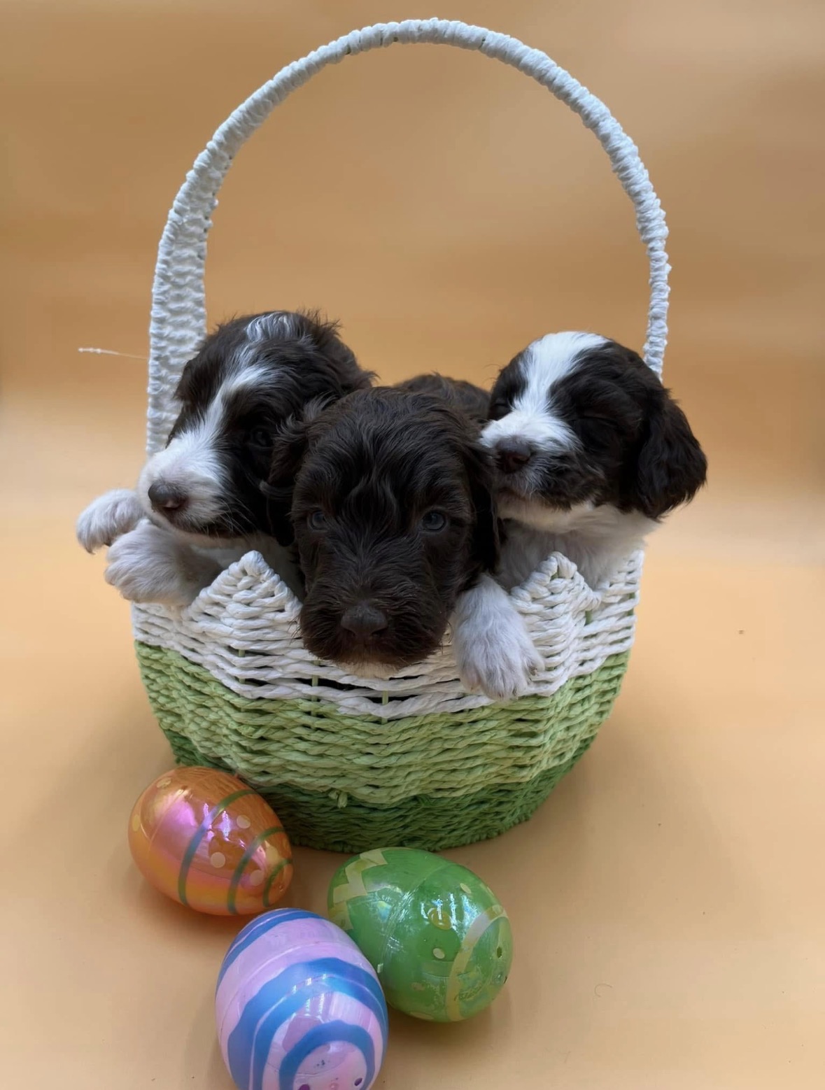 Three chocolate and white parti Labradoodle puppies in a green Easter basket