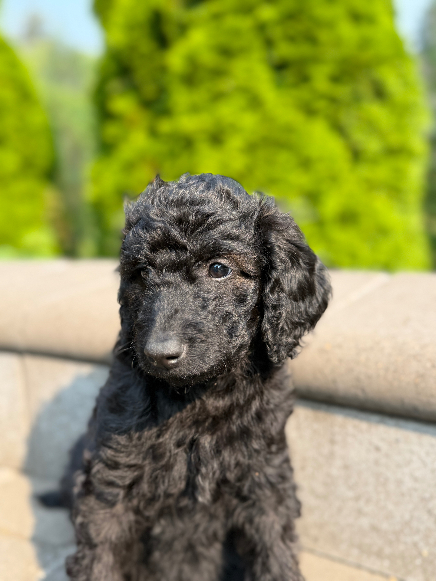 A black female Labradoodle puppy sitting in the sunshine