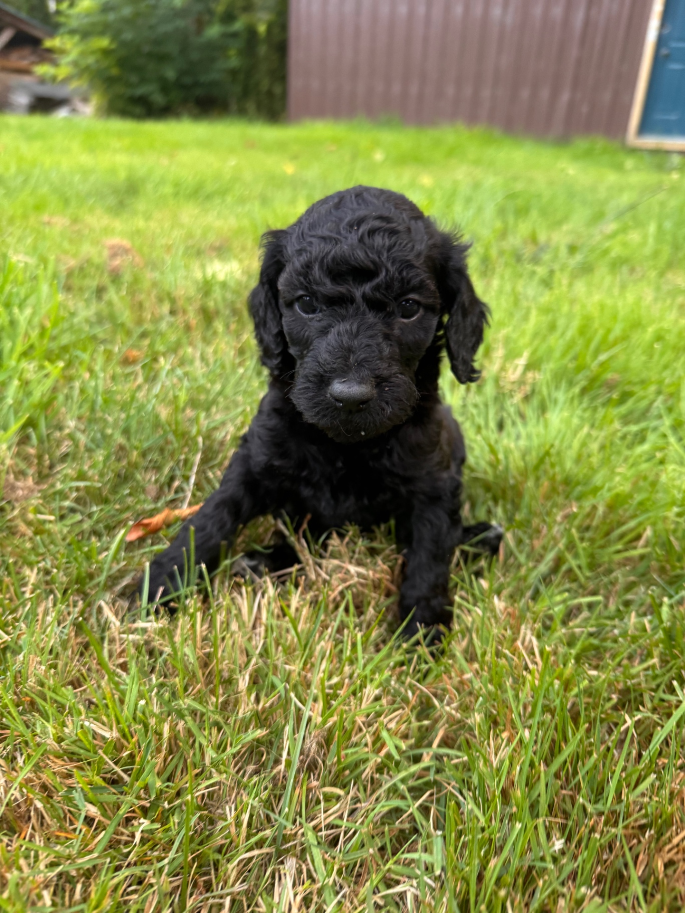 A yellow male Labradoodle puppy sitting in the grass