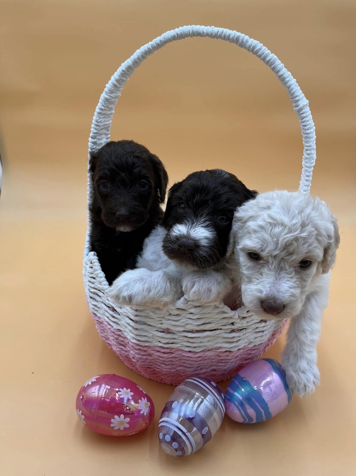 Two dark chocolate puppies and one cream puppy in a pink Easter basket