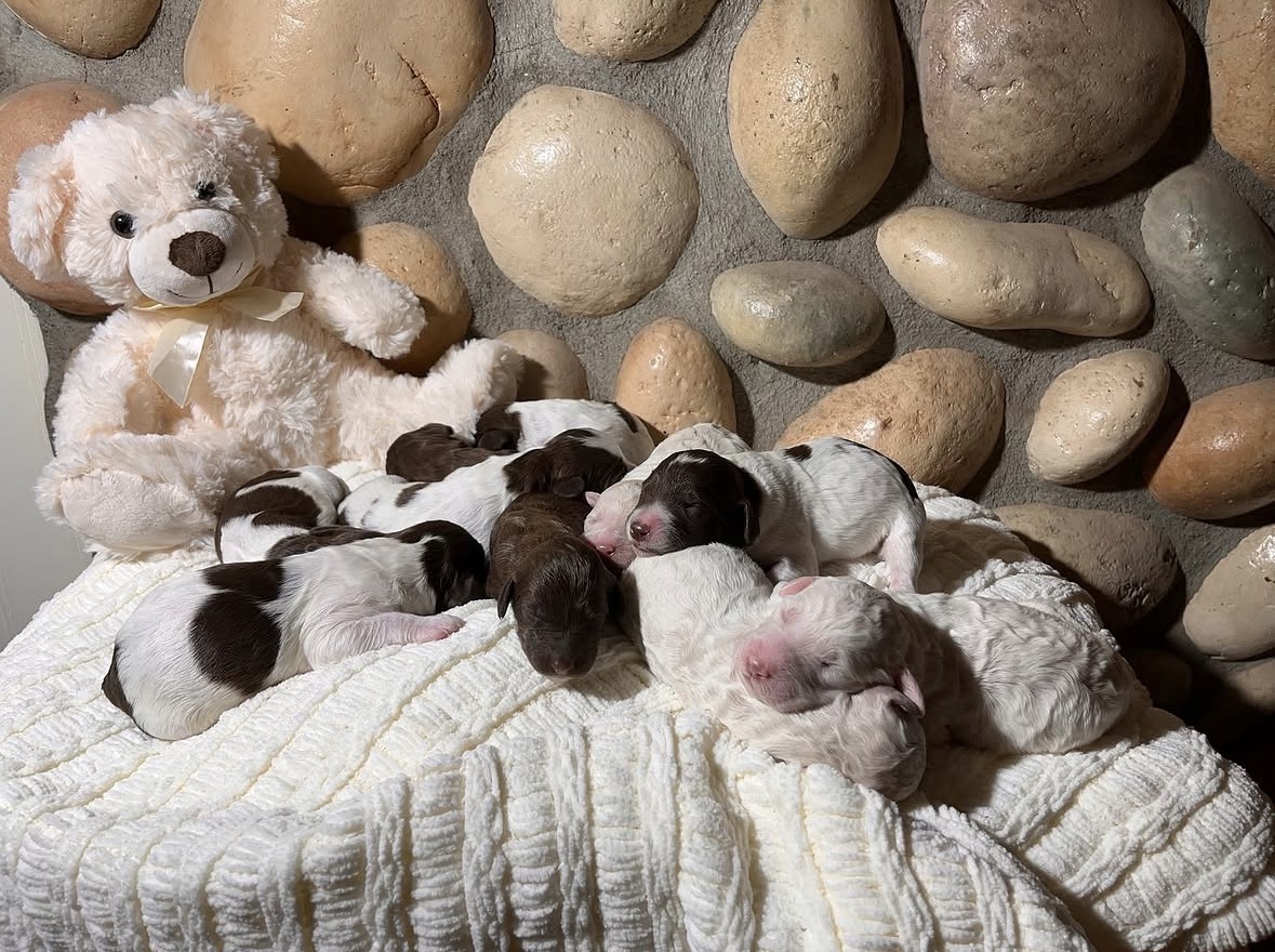 Newborn chocolate parti Labradoodle puppies curled up on a cream blanket beside a plush bear