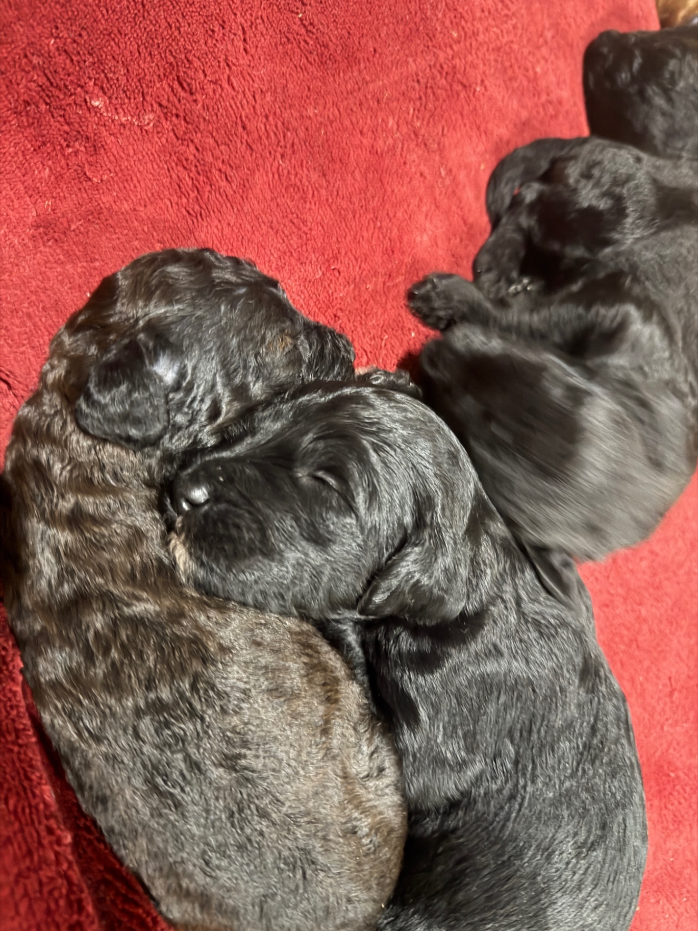Two black Labradoodle puppies curled together at one week old