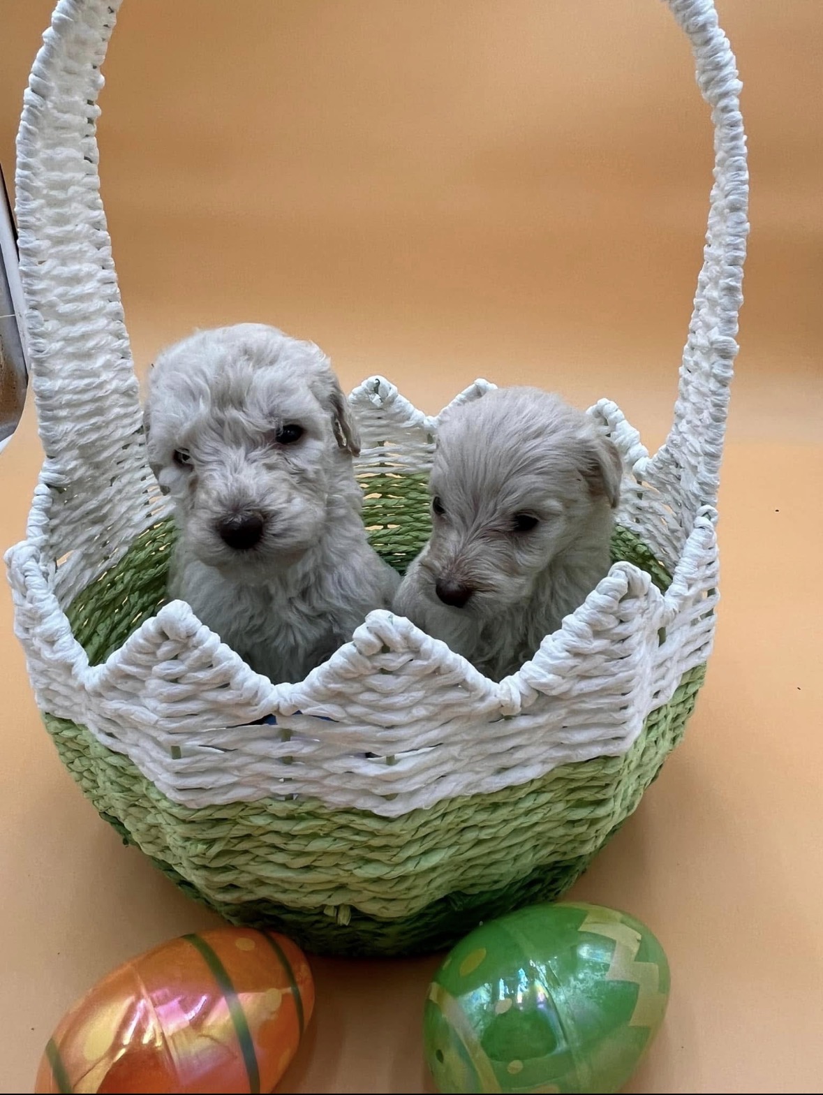 Two cream Labradoodle puppies sitting in a green and white basket