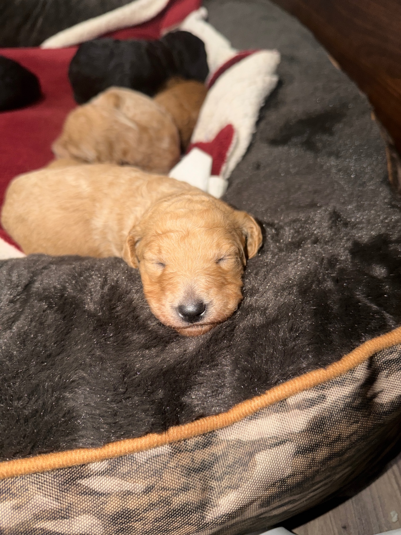 An apricot Labradoodle puppy asleep at one week old