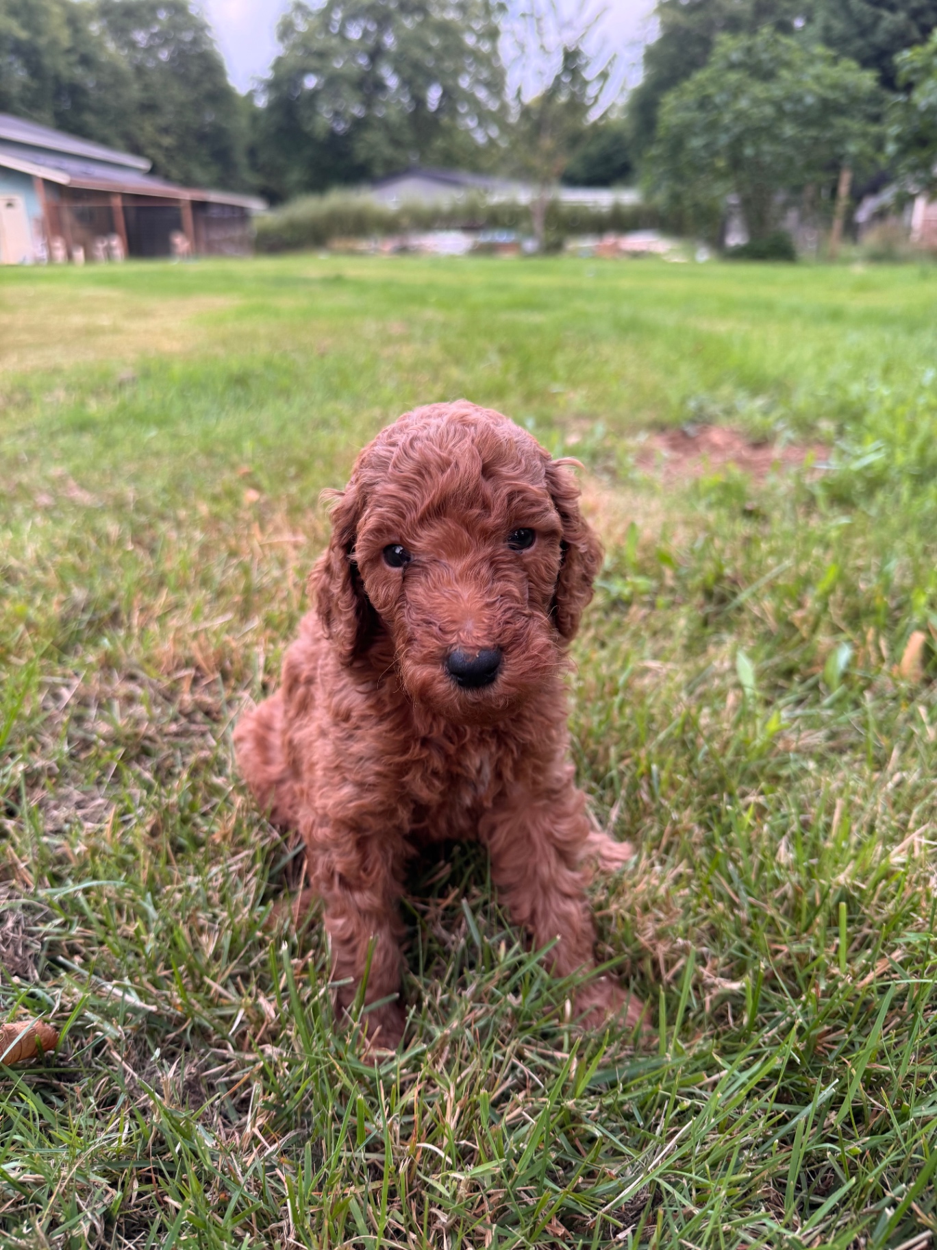 A deep red male Labradoodle puppy sitting in the grass