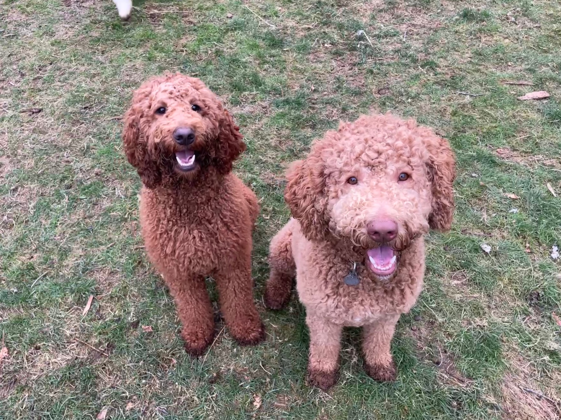 Penny and Prince sitting side by side in the grass